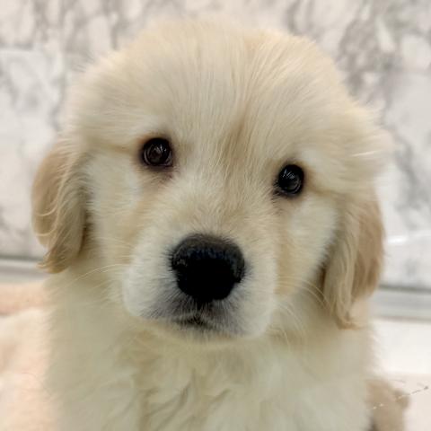 埼玉県のゴールデンレトリバー (NICO PET 三郷店/2025年10月25日生まれ/男の子/ゴールド)の子犬の1枚目の画像