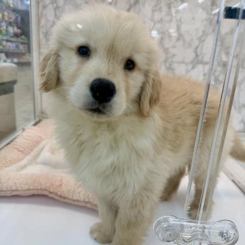 埼玉県のゴールデンレトリバー (NICO PET 三郷店/2025年10月25日生まれ/男の子/ゴールド)の子犬の2枚目の画像