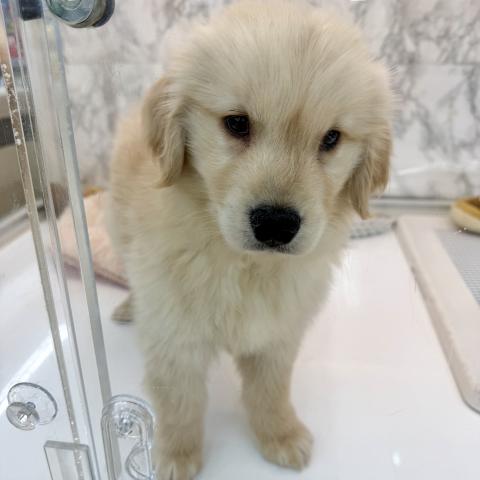 埼玉県のゴールデンレトリバー (NICO PET 三郷店/2025年10月25日生まれ/男の子/ゴールド)の子犬の3枚目の画像