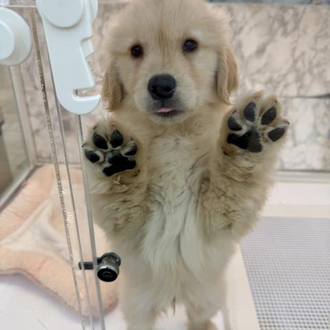 埼玉県のゴールデンレトリバー (NICO PET 三郷店/2025年10月25日生まれ/男の子/ゴールド)の子犬の4枚目の画像