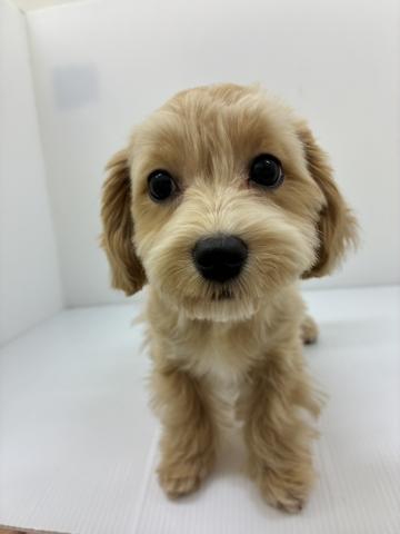 MIXマルチーズ×プードル