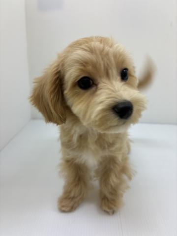 MIXマルチーズ×プードル