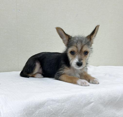 MIXチワワ×ヨーキー