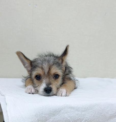 MIXチワワ×ヨーキー