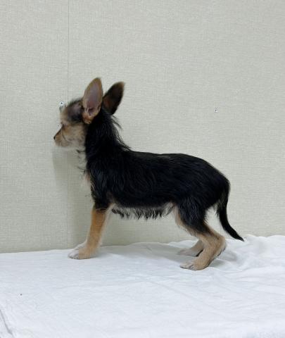 MIXチワワ×ヨーキー