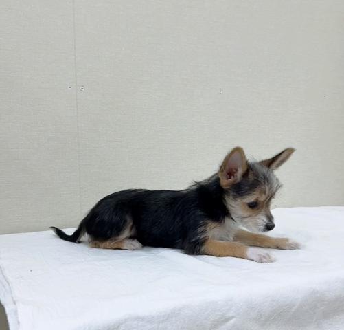 MIXチワワ×ヨーキー