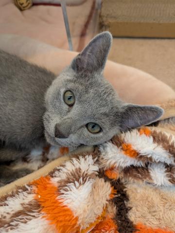 ロシアンブルー