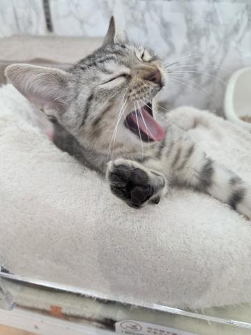 エジプシャンマウ