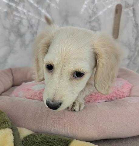 ミニチュアダックスフンド