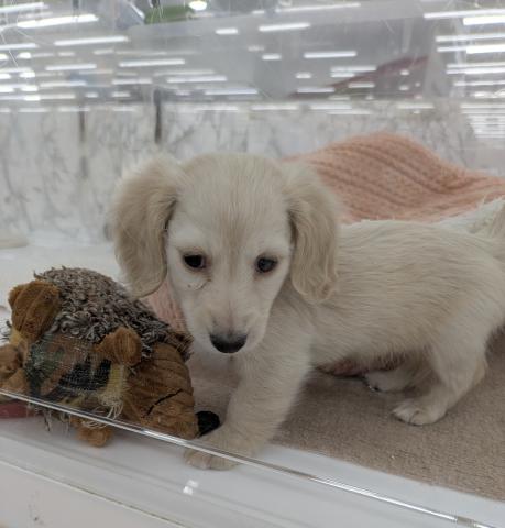 ミニチュアダックスフンド