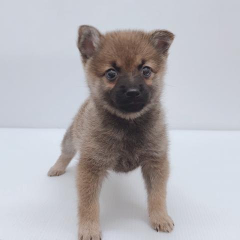 新潟県のハーフ犬・ミックス犬 (ペットアミ 新津店/2025年8月16日生まれ/女の子/セーブル)の子犬の2枚目の画像