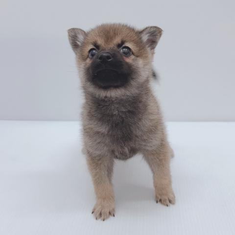 新潟県のハーフ犬・ミックス犬 (ペットアミ 新津店/2025年8月16日生まれ/女の子/セーブル)の子犬の4枚目の画像