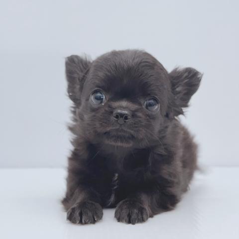 チワワ（ロングコート）