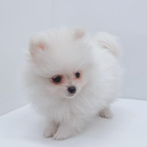 新潟県のポメラニアン (ペットアミ 新津店/2025年10月18日生まれ/男の子/ホワイト)の子犬の4枚目の画像