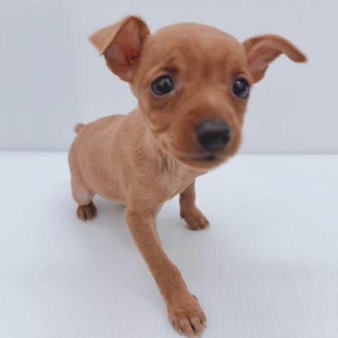 ミニチュアピンシャー