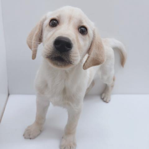 ラブラドールレトリーバー