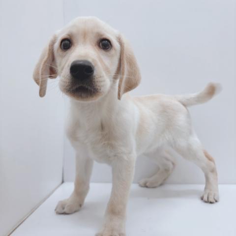 ラブラドールレトリーバー