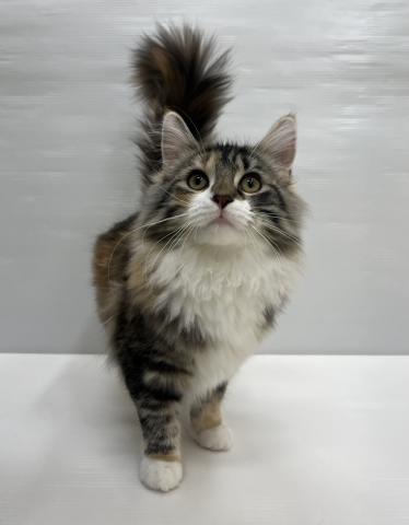 ノルウェージャンフォレストキャット