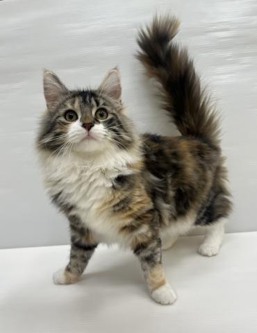 ノルウェージャンフォレストキャット