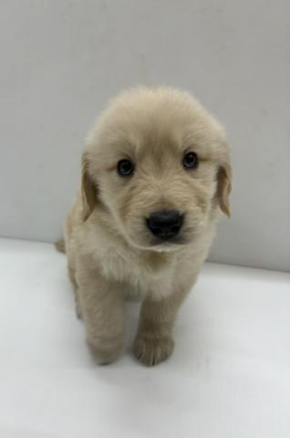 ゴールデンレトリーバー