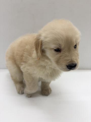 ゴールデンレトリーバー