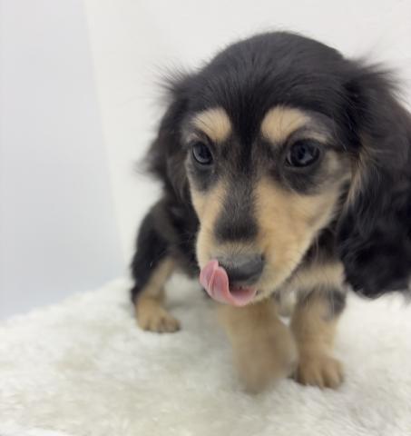 ミニチュアダックスフンド