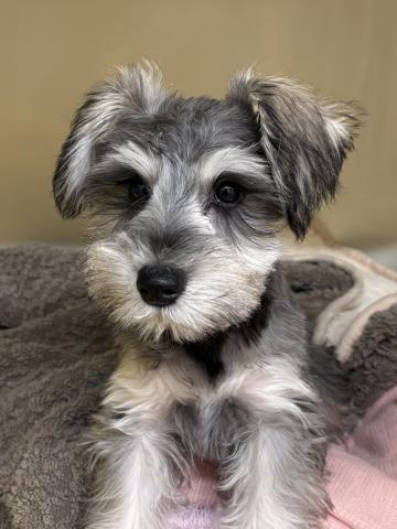 ミニチュアシュナウザー