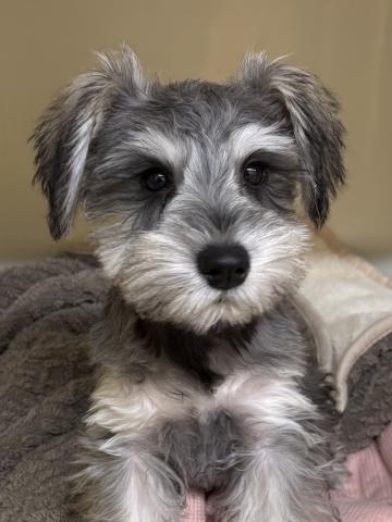 ミニチュアシュナウザー