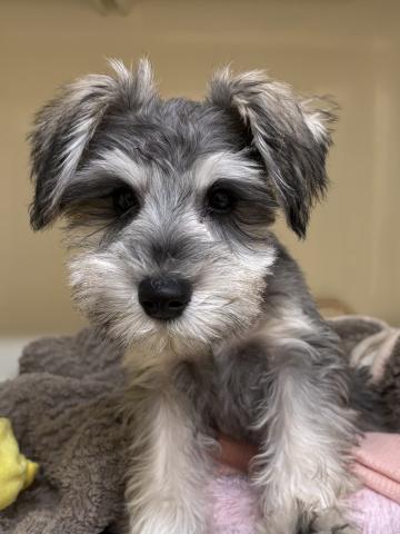 ミニチュアシュナウザー