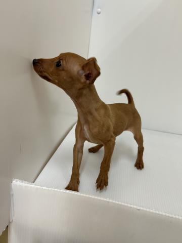 ミニチュアピンシャー