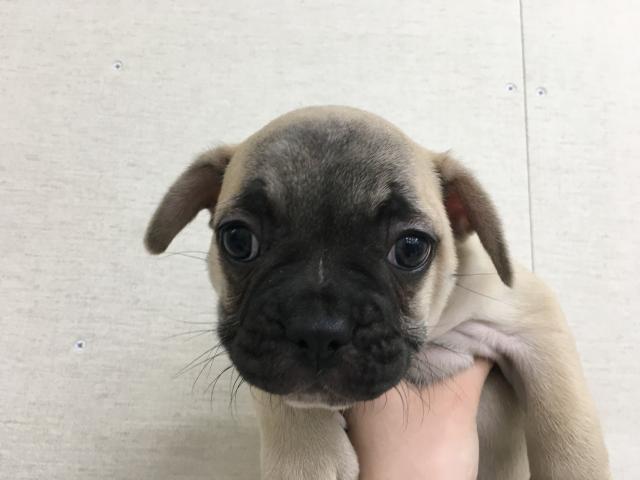 フレンチブルドッグ子犬