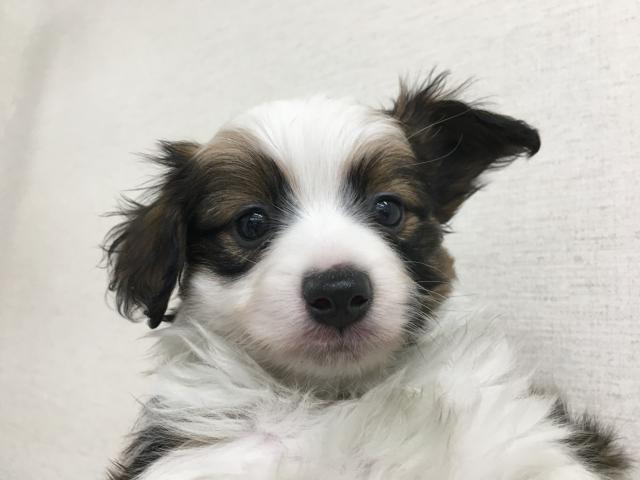 パピヨン子犬