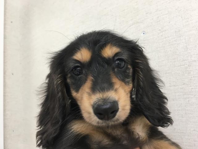 ミニチュアダックスフンド子犬