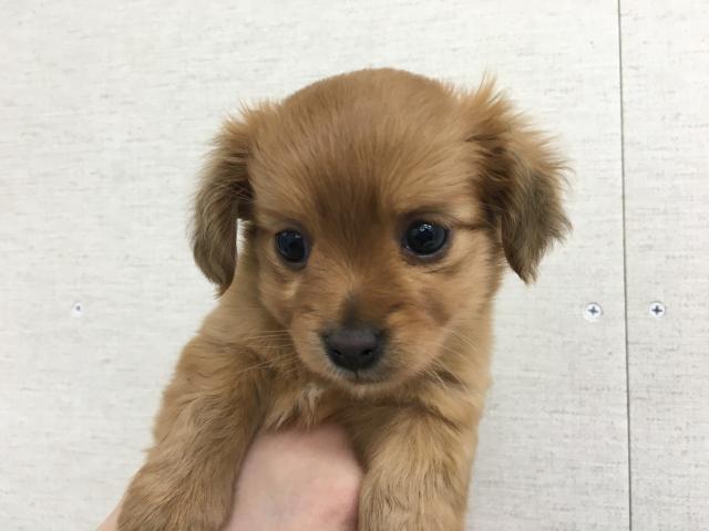 MIX子犬