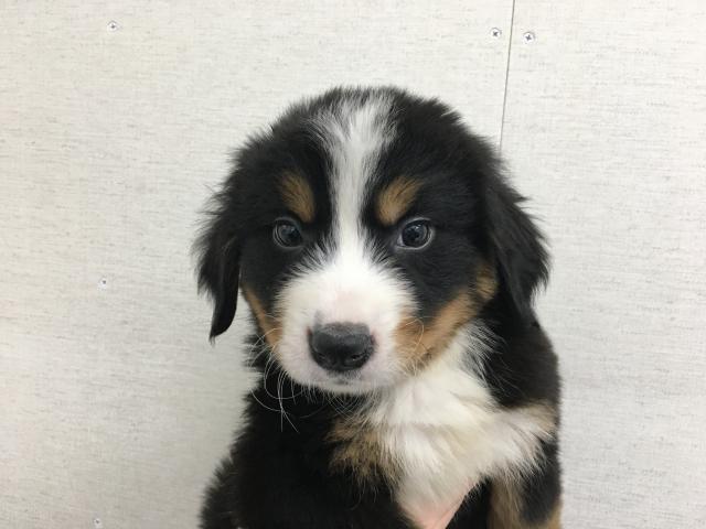 バーニーズマウンテンドッグ子犬