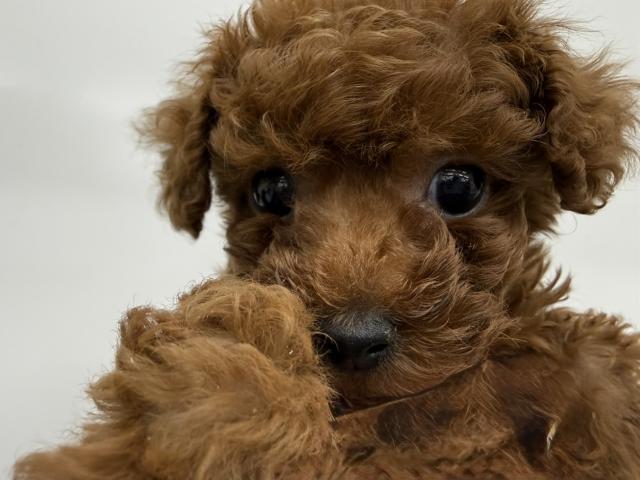トイプードル子犬