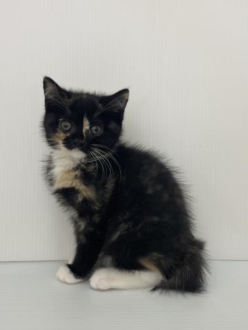 スコティッシュフォールド