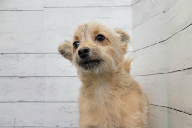 山形県のハーフ犬・ミックス犬 (ペットアミ 新庄店/2025年6月28日生まれ/女の子/イザベラ)の子犬の2枚目の画像