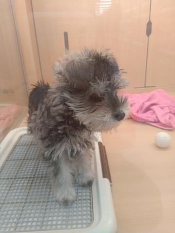 ミニチュアシュナウザー