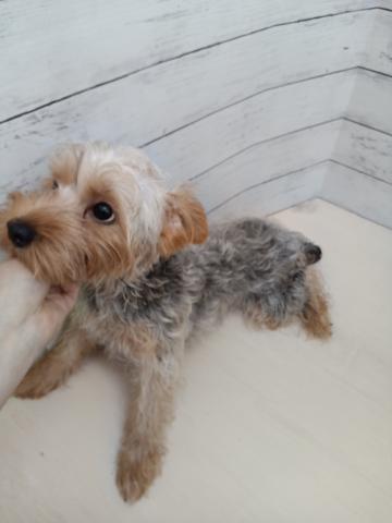 ヨークシャーテリア