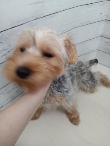 ヨークシャーテリア