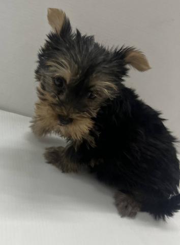 和歌山県のヨークシャーテリア (ペットアミ 那賀店/2025年10月28日生まれ/男の子/スチールブルータン)の子犬の3枚目の画像