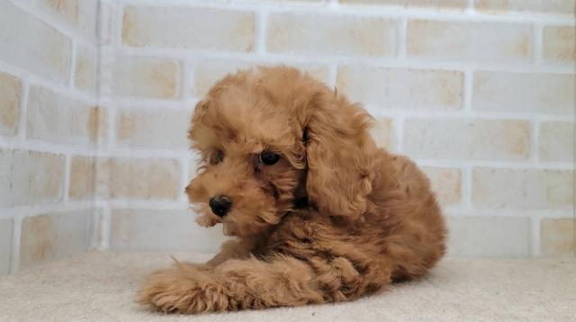 秋田県のトイプードル(トイ) (ペットアミ 大曲店/2025年10月24日生まれ/男の子/レッド)の子犬の2枚目の画像