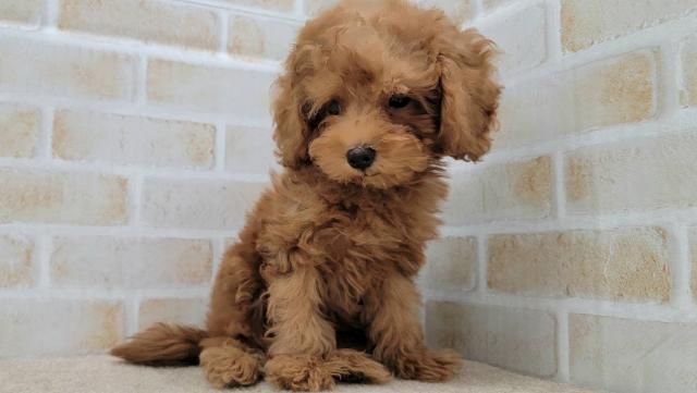 秋田県のトイプードル(トイ) (ペットアミ 大曲店/2025年10月24日生まれ/男の子/レッド)の子犬の3枚目の画像