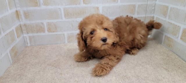 秋田県のトイプードル(トイ) (ペットアミ 大曲店/2025年10月24日生まれ/男の子/レッド)の子犬の4枚目の画像