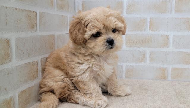 秋田県のペキプー(ペキニーズ×プードル) (ペットアミ 大曲店/2025年9月27日生まれ/男の子/フォーンフォーン&ホワイト)の子犬の2枚目の画像