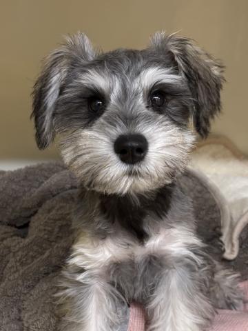 三重県のミニチュアシュナウザー (ペットアミ 松阪店/2026年10月2日生まれ/男の子/ソルトペッパー)の子犬の2枚目の画像