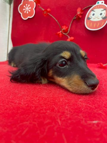 ミニチュアダックスフンド