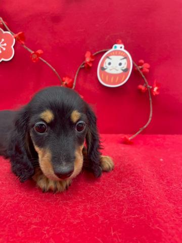 ミニチュアダックスフンド