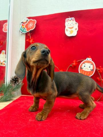 スタンダードダックスフンド